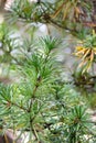 Japanese umbrella-pine Sciadopitys verticillata Green star, conifer Royalty Free Stock Photo